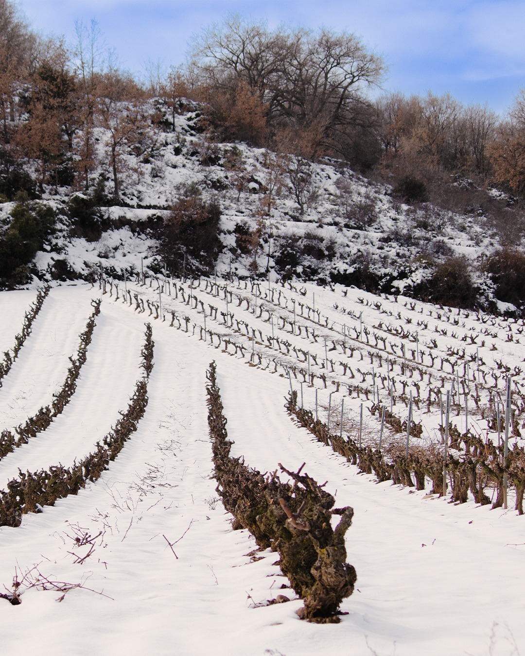 A sunny result of snowy weather. To be prepared for bud break, our vines need a restful winter break.
