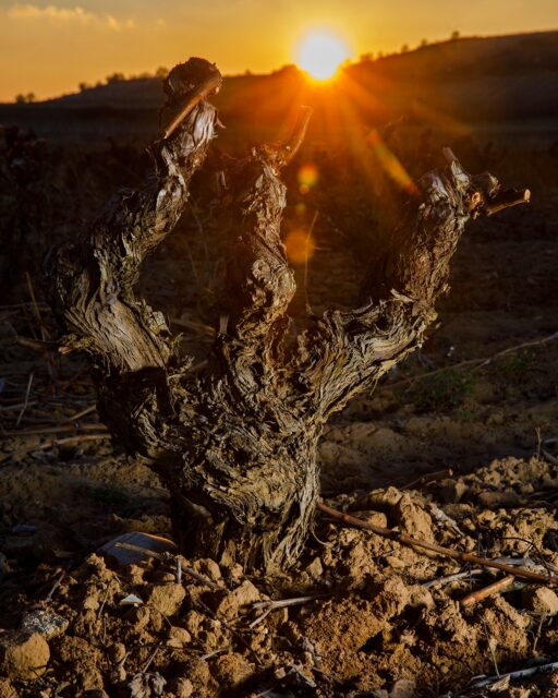 Ancient vines awaiting to rise yet again. The dormant months in Rioja’s vineyards are a reminder of the amazing gift of taste nature gives us each year. We can’t wait for budburst to arrive.