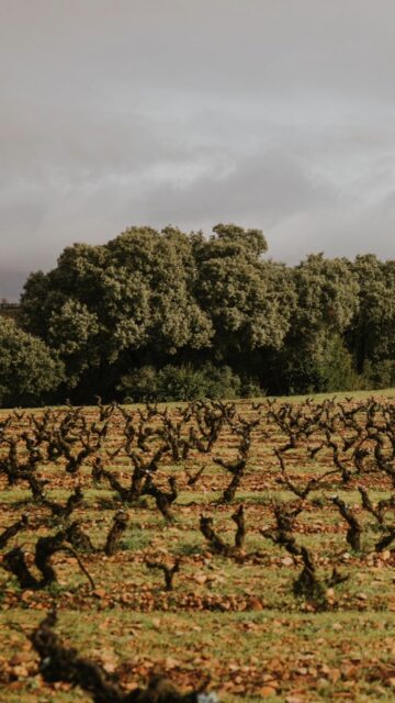 You can’t rush a masterpiece. 

As the beauty of each season unfolds across Rioja, so does a new chapter in our winemaking process.