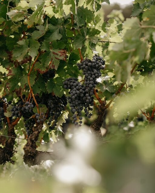 A juicy development, to say the least. The beautifully lush growth of grapes is a sight of summer that never gets old in Rioja, Spain.