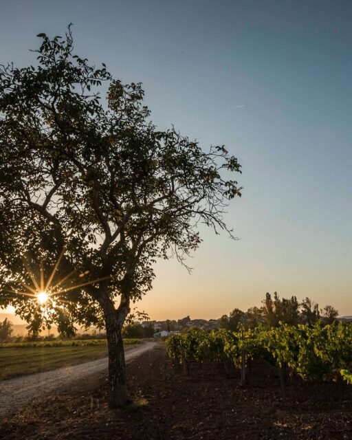 You don’t need a sunrise to see that Rioja’s rich terroir and even richer history have always had a glow of their own.