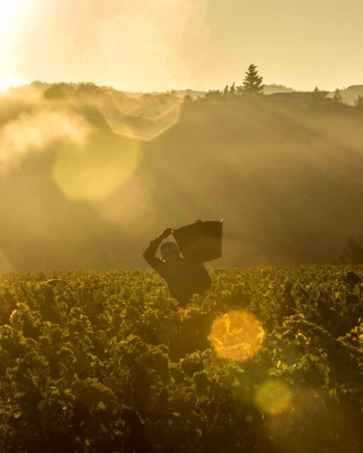 Off to a juicy start. Swipe to get a taste of how our harvest season’s been going.