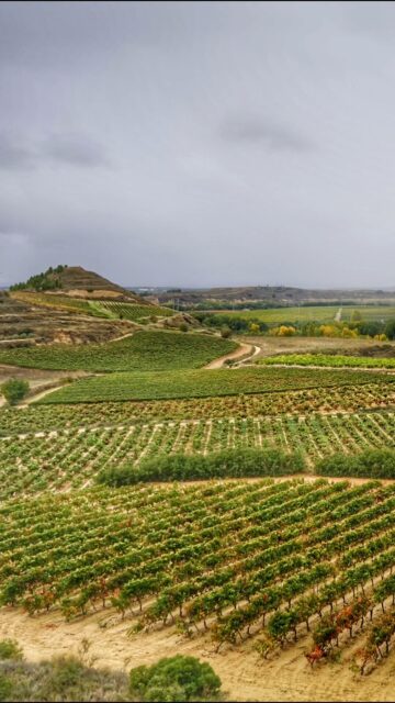 Always ripe with activity, even after harvest season. 

Even if you visit Rioja just for its wines, your list of reasons to come back will only grow.