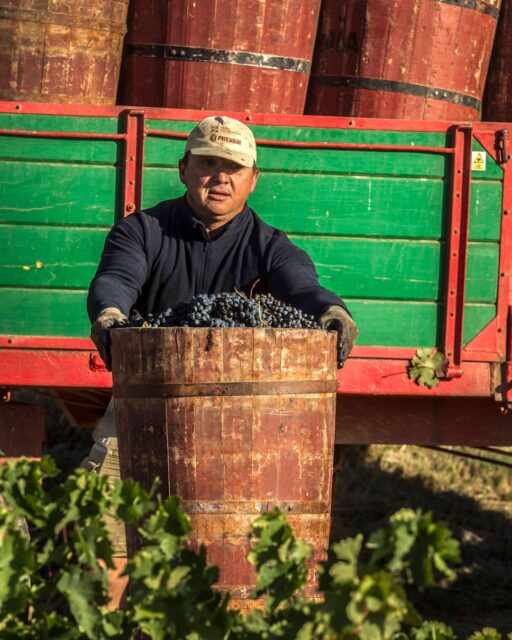 As harvest season comes to an end, we thank everyone who has worked so hard to select only the best grapes from the vineyards.