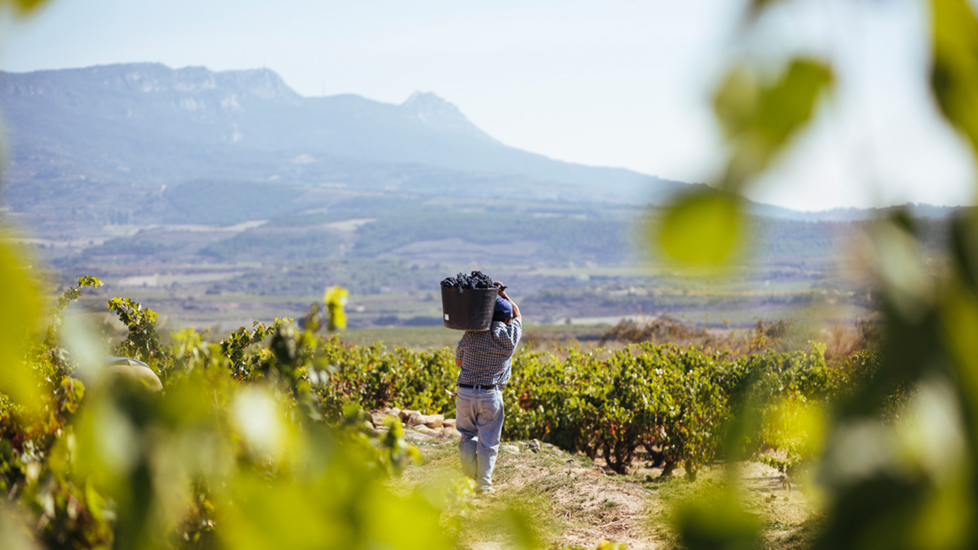 Decanter’s Andrew Jefford on Rioja: “Why Do I Ever Drink Anything Else?”