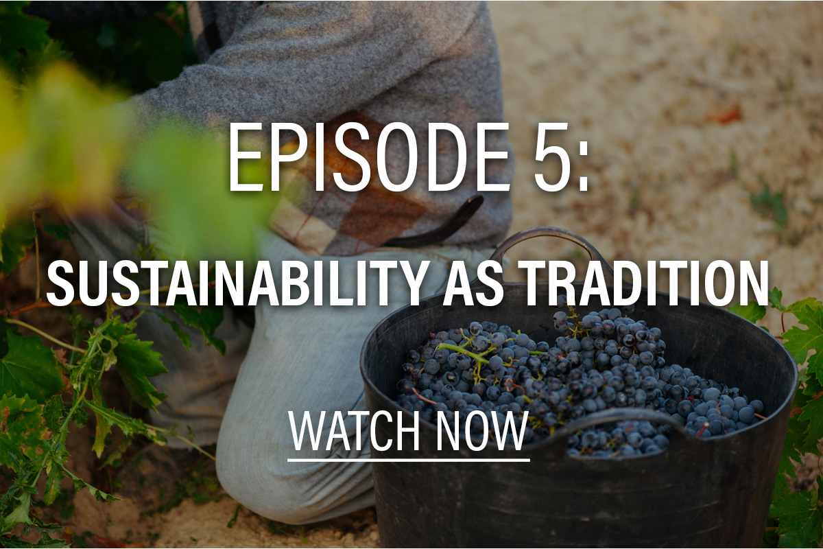 Person picking wine grapes with a bucket of grapes next to them. Text overlay: Episode 5: Sustainability as tradition, watch now