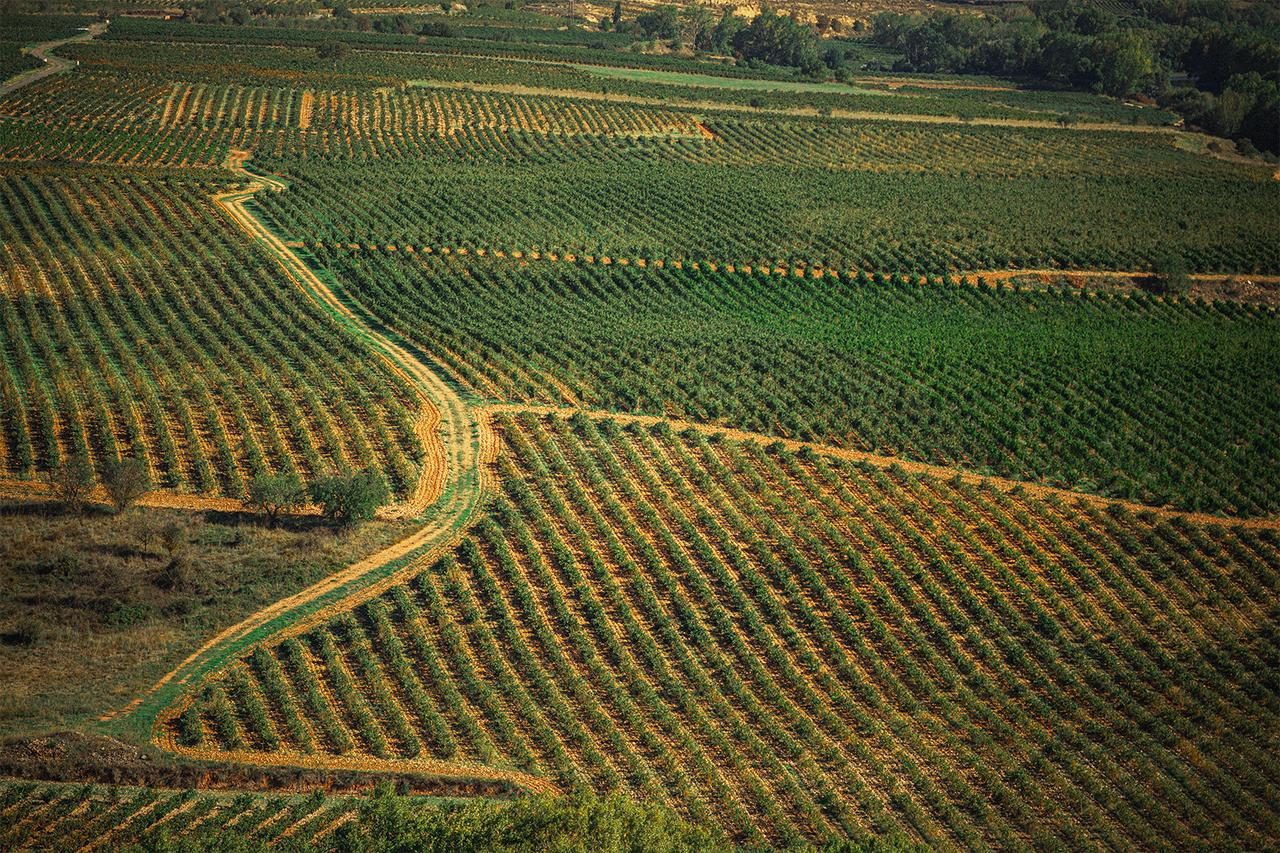 Rioja Wine: A Look at “Rioja: The Land of a Thousand Wines”