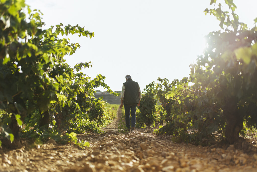 A man walks through an old country vineyard