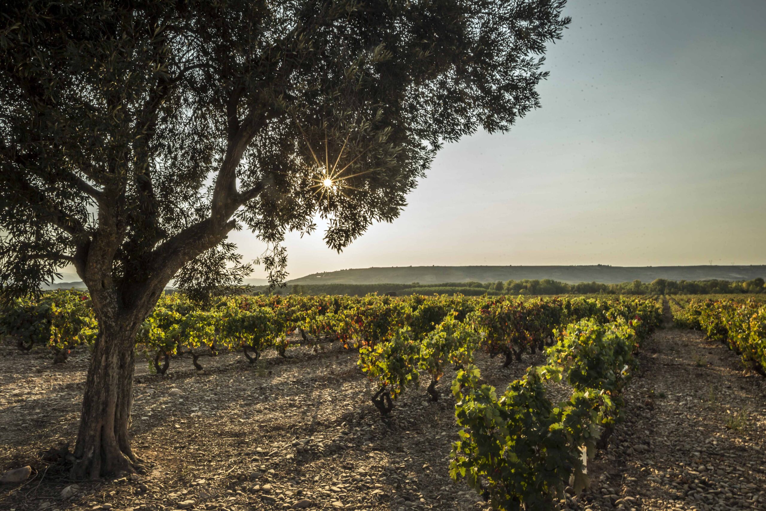 Explore the Hidden Gems of Old World Wines: A Rioja Adventure