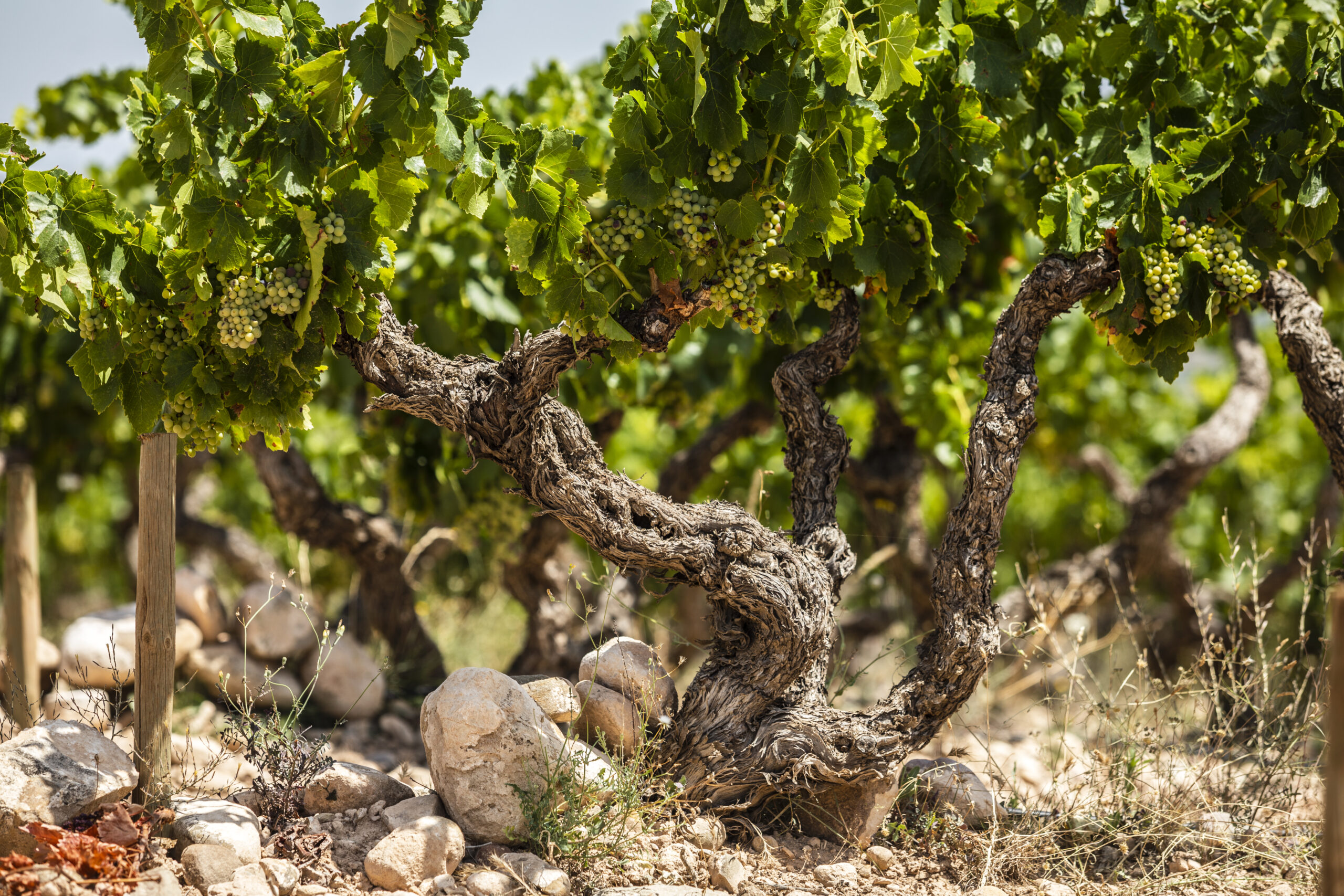Rioja’s Terroir: A Journey Through Three Distinct Subregions