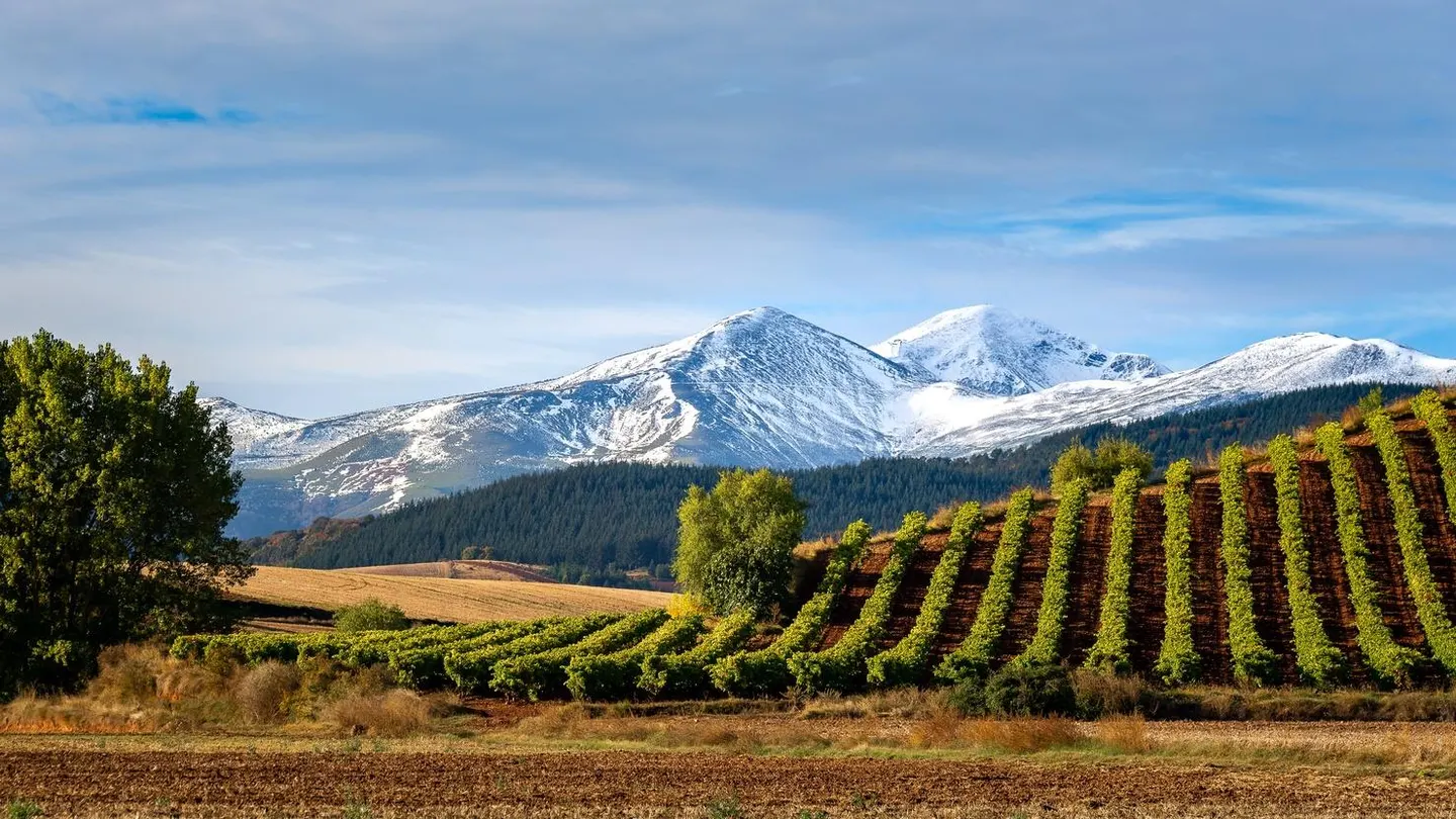 Rioja in Forbes: Turning a New Leaf in Barrel Tradition